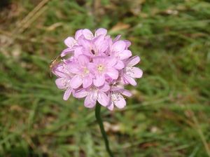 Trávnička obecná (Armeria vulgaris)