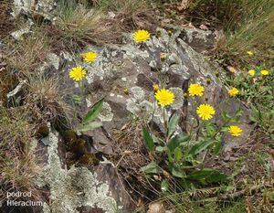 Jestřábník (Hieracium sp.)