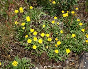 Jestřábník (Hieracium sp.)