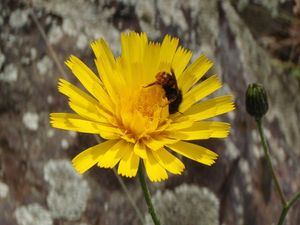 Jestřábník (Hieracium sp.)