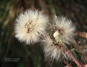 Jestřábník (Hieracium sp.)