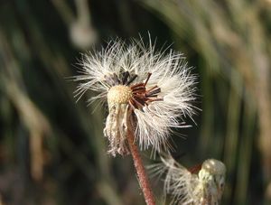 Jestřábník (Hieracium sp.)