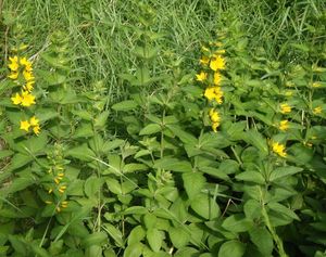 Vrbina tečkovaná (Lysimachia punctata)