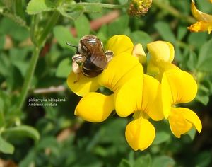 Štírovník růžkatý (Lotus corniculatus)