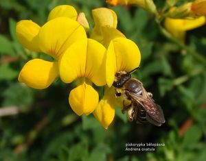 Štírovník růžkatý (Lotus corniculatus)