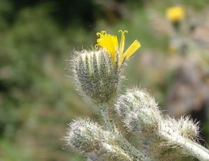 Jestřábník štětinatý (Hieracium rothianum)