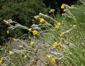 Jestřábník štětinatý (Hieracium rothianum)