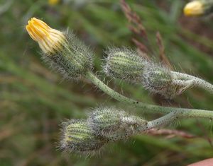 Jestřábník štětinatý (Hieracium rothianum)