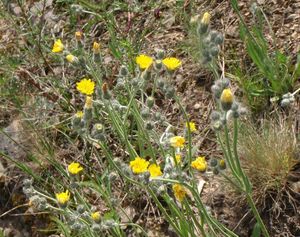 Jestřábník štětinatý (Hieracium rothianum)