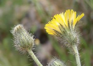 Jestřábník štětinatý (Hieracium rothianum)