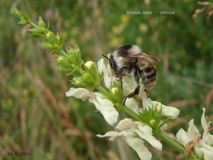 Čistec přímý (Stachys recta)