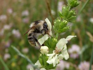 Čistec přímý (Stachys recta)