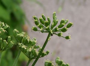 Bršlice kozí noha (Aegopodium podagaria)