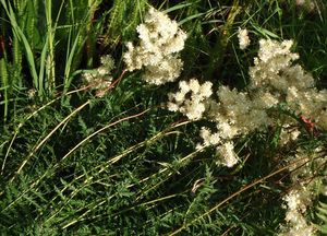 Tužebník obecný (Filipendula vulgaris)