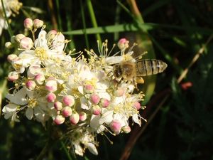 Tužebník obecný (Filipendula vulgaris)