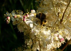 Tužebník obecný (Filipendula vulgaris)