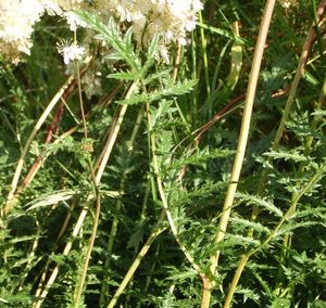 Tužebník obecný (Filipendula vulgaris)