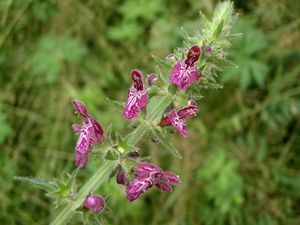 Čistec lesní (Stachys sylvatica)