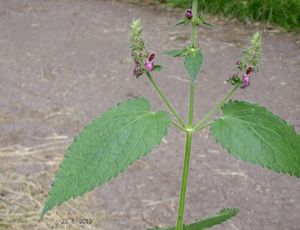 Čistec lesní (Stachys sylvatica)