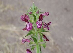 Čistec lesní (Stachys sylvatica)