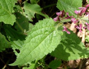 Čistec lesní (Stachys sylvatica)