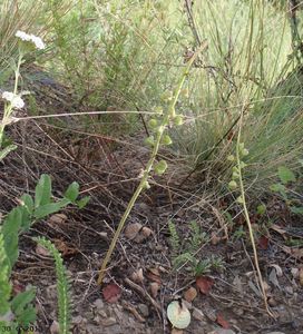 Modřenec tenkokvětý (Muscari tenuiflorum)