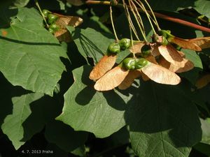 Javor italský (Acer opalus)