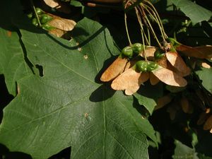 Javor italský (Acer opalus)