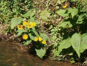 Kolotočník ozdobný (Telekia speciosa)