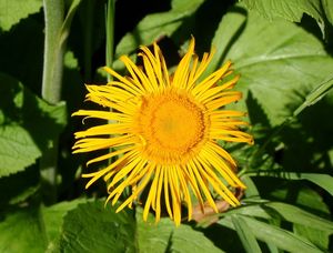 Kolotočník ozdobný (Telekia speciosa)