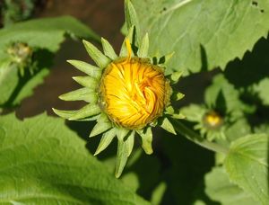 Kolotočník ozdobný (Telekia speciosa)