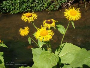 Kolotočník ozdobný (Telekia speciosa)