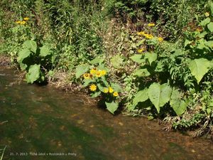 Kolotočník ozdobný (Telekia speciosa)