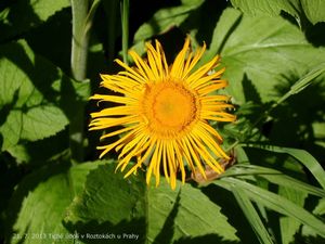 Kolotočník ozdobný (Telekia speciosa)