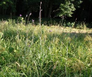 Pcháč šedý (Cirsium canum)