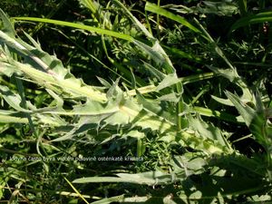 Pcháč šedý (Cirsium canum)