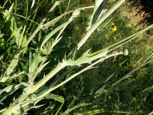 Pcháč šedý (Cirsium canum)