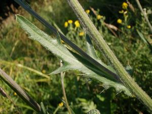 Pcháč šedý (Cirsium canum)