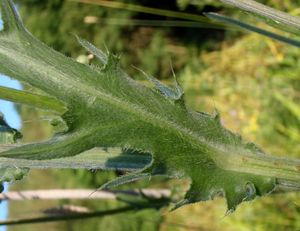 Pcháč šedý (Cirsium canum)