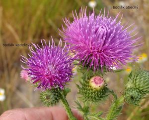 Bodlák obecný (Carduus acanthoides)