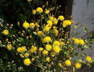 Škarda dvouletá (Crepis biennis)