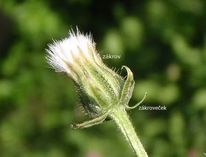 Škarda dvouletá (Crepis biennis)