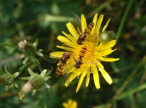 Škarda dvouletá (Crepis biennis)