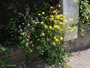 Škarda dvouletá (Crepis biennis)