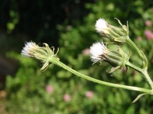 Škarda dvouletá (Crepis biennis)