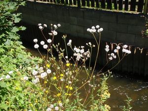 Škarda dvouletá (Crepis biennis)