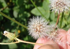 Škarda dvouletá (Crepis biennis)