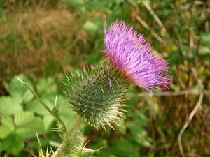 Pcháč obecný (Cirsium vulgare)