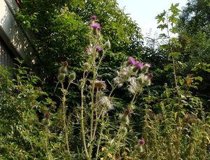 Pcháč obecný (Cirsium vulgare)