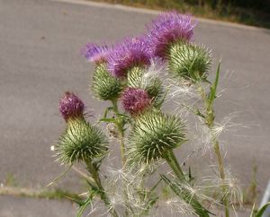 Pcháč obecný (Cirsium vulgare)